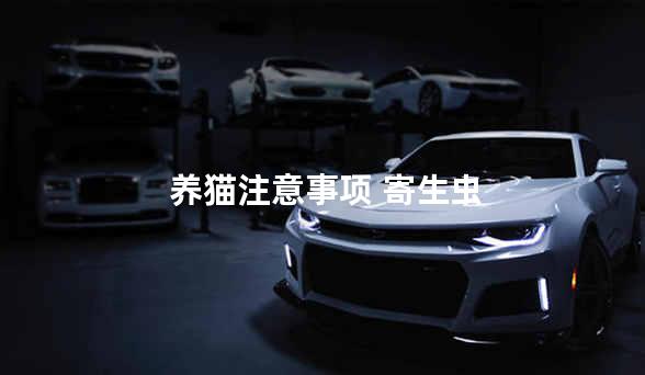 养猫注意事项 寄生虫